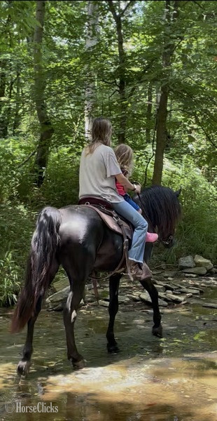 "Lee?s Moores Smokey Tobe" Black Stallion Rocky Mountain - Rocky Mountain in Kentucky