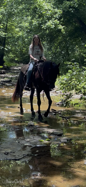 "Lee?s Moores Smokey Tobe" Black Stallion Rocky Mountain Kentucky