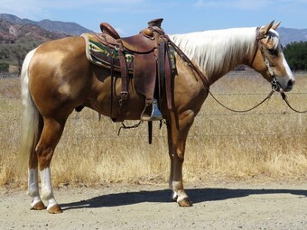 "MTC CUTTIN COUNTRY" Palomino Gelding Other Breed