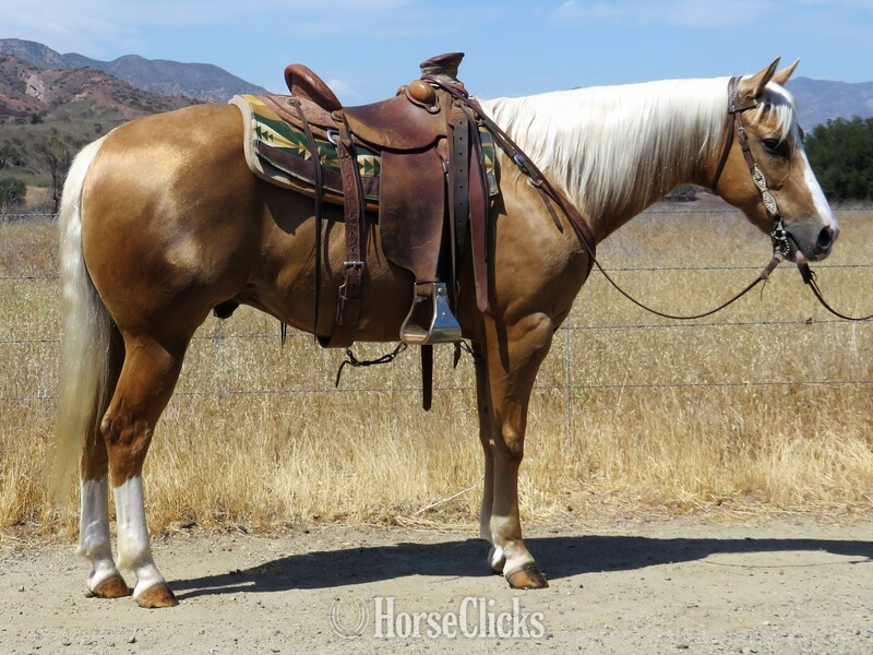 "MTC CUTTIN COUNTRY" Palomino Gelding Other Breed in California