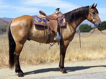 "CARHART" Dun Gelding Quarter Horse