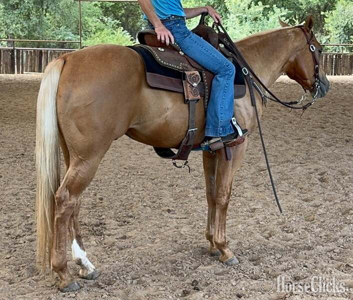 "Cuervo" Palomino Gelding Quarter Horse in Texas
