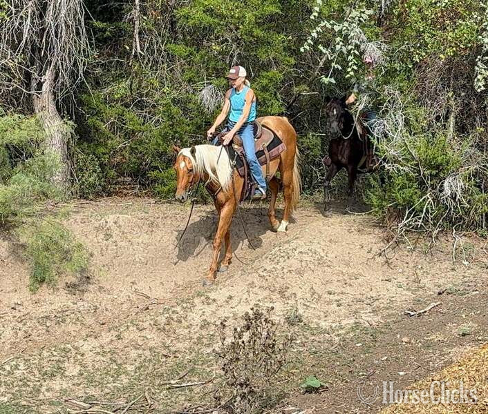 "Cuervo" Palomino Gelding Quarter Horse