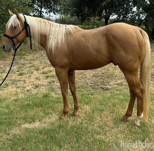 Texas "Cuervo" Palomino Gelding Quarter Horse