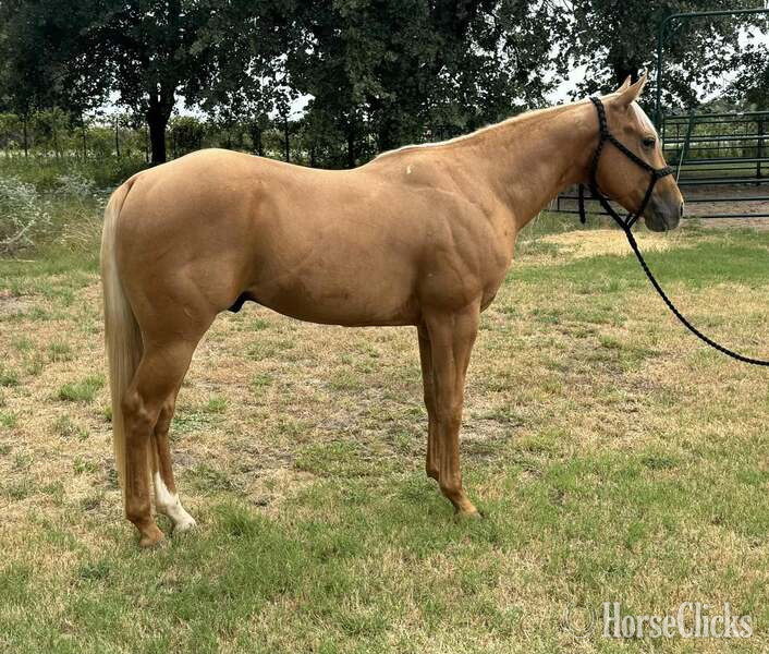 "Cuervo" Palomino Gelding Quarter Horse - Quarter Horse