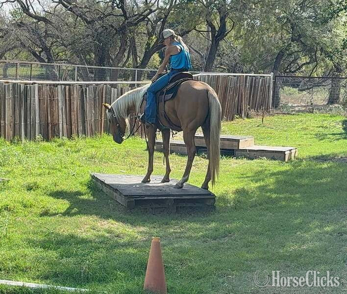 "Cuervo" Palomino Gelding Quarter Horse Texas