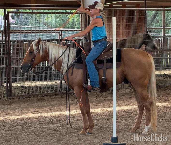 Quarter Horse - "Cuervo" Palomino Gelding Quarter Horse in Texas