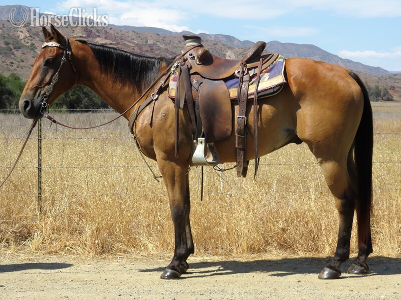 "LEOS FRECKLES N FURY" Bay Gelding Quarter Horse in California