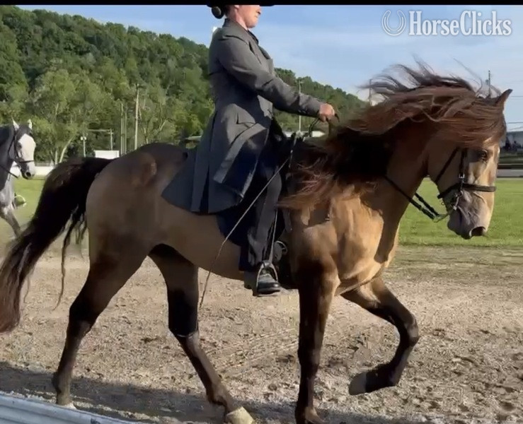 "Thunder?s Preacher Venture " Buckskin Gelding Rocky Mountain in Kentucky