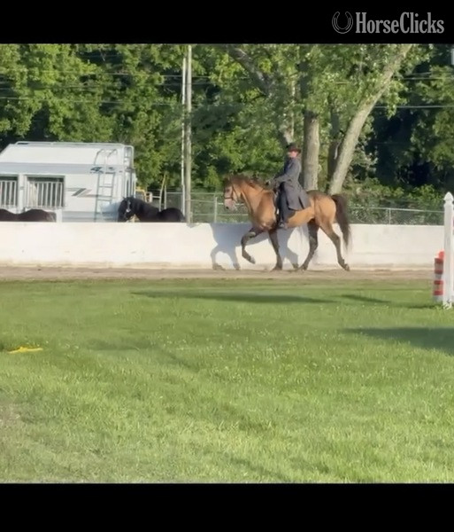 "Thunder?s Preacher Venture " Buckskin Gelding Rocky Mountain