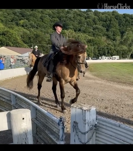 Kentucky "Thunder?s Preacher Venture " Buckskin Gelding Rocky Mountain