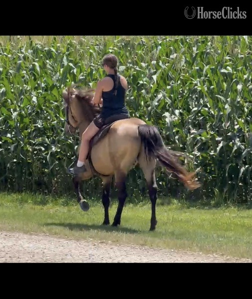 "Thunder?s Preacher Venture " Buckskin Gelding Rocky Mountain - Rocky Mountain