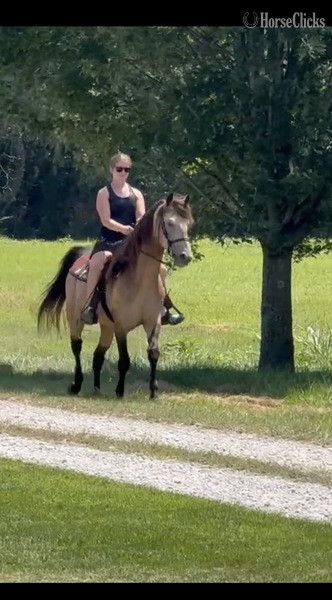 "Thunder?s Preacher Venture " Buckskin Gelding Rocky Mountain Kentucky