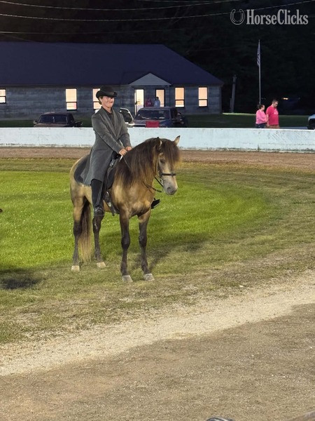 Rocky Mountain - "Thunder?s Preacher Venture " Buckskin Gelding Rocky Mountain