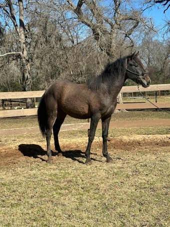 "Vaquero de Maria" Grey Gelding Andalusian