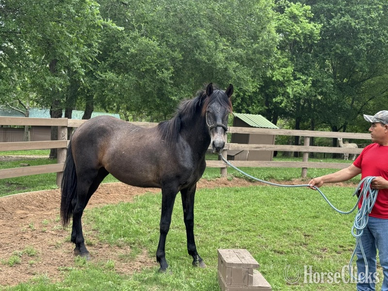 "Vaquero de Maria" Grey Gelding Andalusian