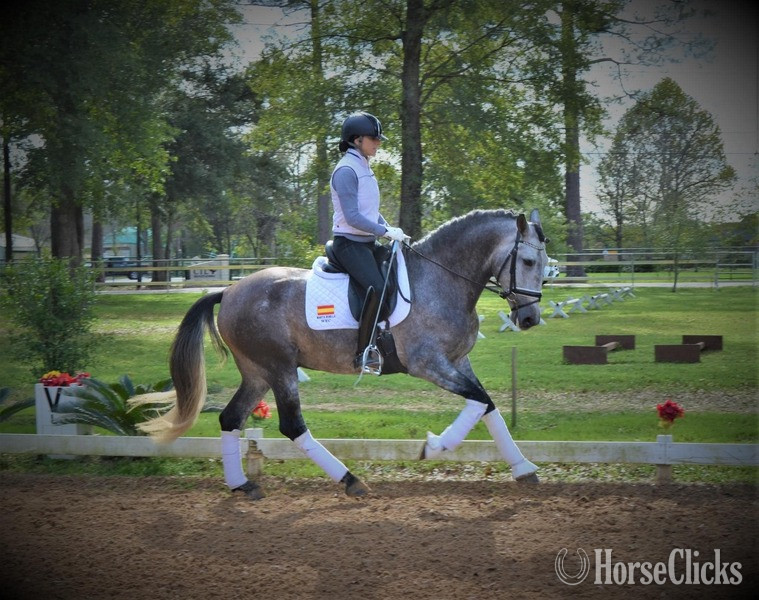 "Vaquero de Maria" Grey Gelding Andalusian - Andalusian in Texas