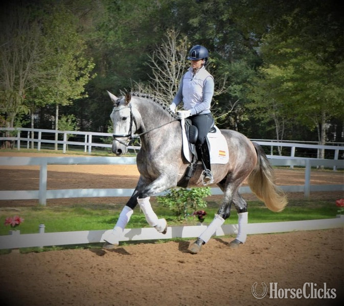 "Vaquero de Maria" Grey Gelding Andalusian - Andalusian