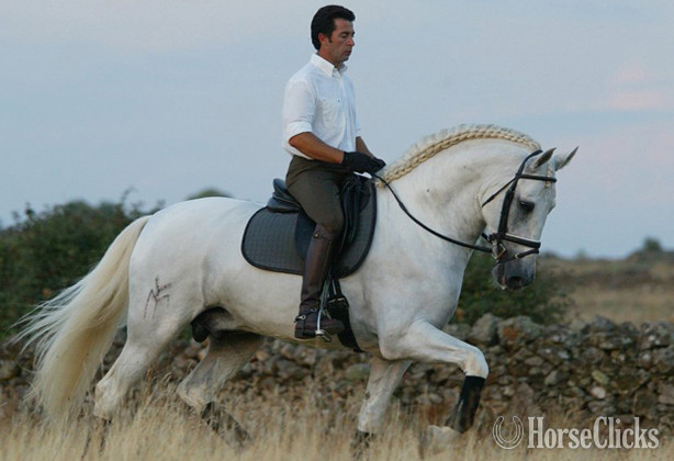 "Vaquero de Maria" Grey Gelding Andalusian Texas