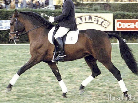 Andalusian - "Vaquero de Maria" Grey Gelding Andalusian in Texas