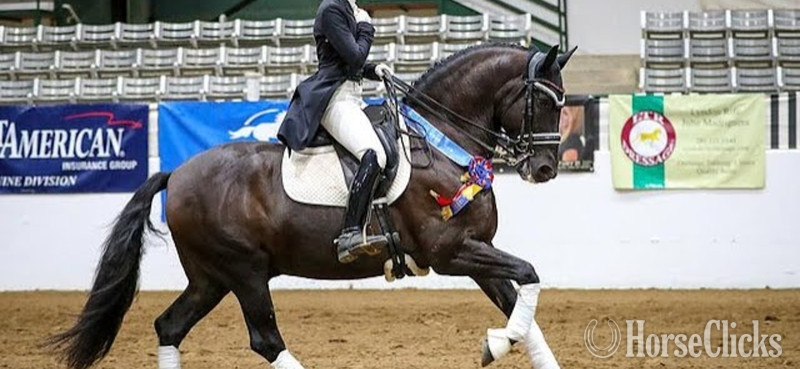 Andalusian - "Vaquero de Maria" Grey Gelding Andalusian