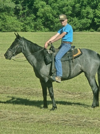 "FVF Sky?s Sweet Carolino " Blue Roan Mare Rocky Mountain