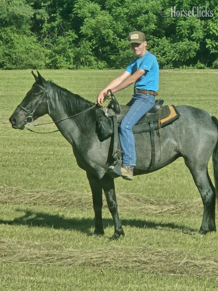 "FVF Sky?s Sweet Carolino " Blue Roan Mare Rocky Mountain in Kentucky
