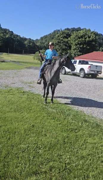 "FVF Sky?s Sweet Carolino " Blue Roan Mare Rocky Mountain - Rocky Mountain in Kentucky
