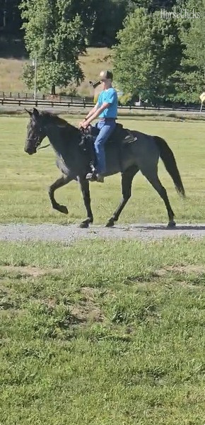 "FVF Sky?s Sweet Carolino " Blue Roan Mare Rocky Mountain - Rocky Mountain