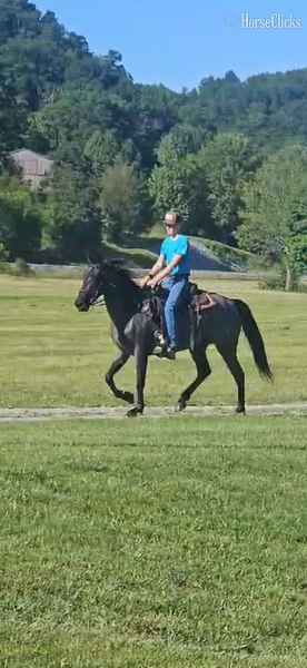 "FVF Sky?s Sweet Carolino " Blue Roan Mare Rocky Mountain Kentucky