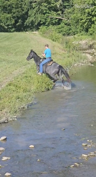 Rocky Mountain - "FVF Sky?s Sweet Carolino " Blue Roan Mare Rocky Mountain in Kentucky
