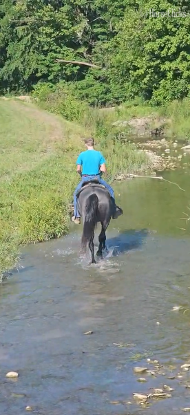 Rocky Mountain - "FVF Sky?s Sweet Carolino " Blue Roan Mare Rocky Mountain