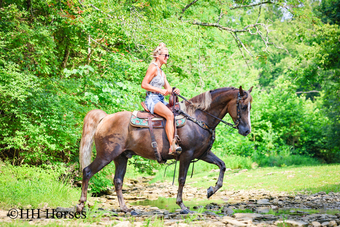"JDF GOODTIME FANTASY" Chestnut Gelding Morgan