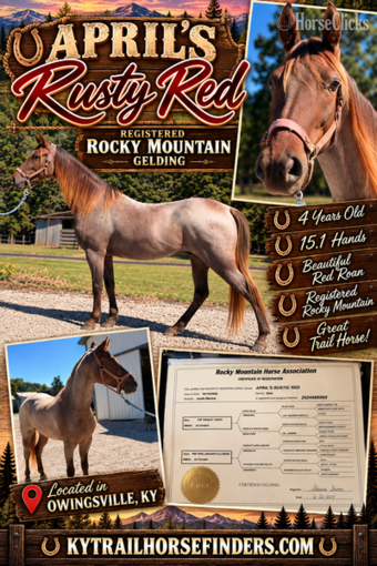 "April?s Rusty Red " Red Roan Gelding Rocky Mountain