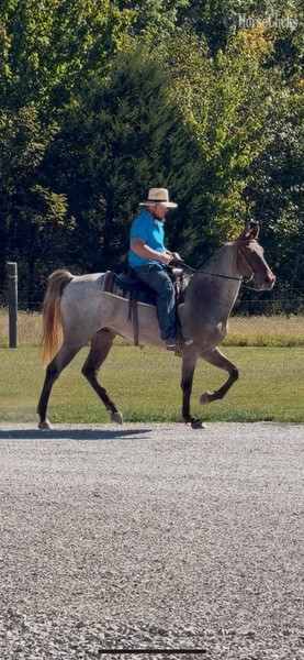 Rocky Mountain - "April?s Rusty Red " Red Roan Gelding Rocky Mountain