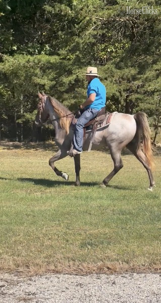 "April?s Rusty Red " Red Roan Gelding Rocky Mountain