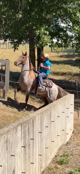 Kentucky "April?s Rusty Red " Red Roan Gelding Rocky Mountain