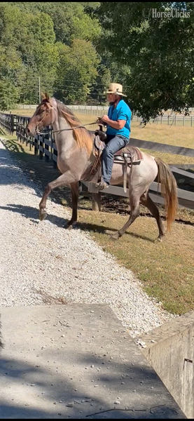 "April?s Rusty Red " Red Roan Gelding Rocky Mountain - Rocky Mountain in Kentucky