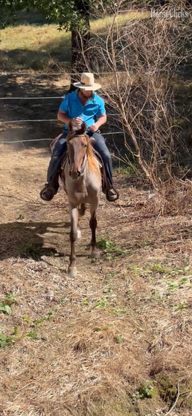 "April?s Rusty Red " Red Roan Gelding Rocky Mountain - Rocky Mountain