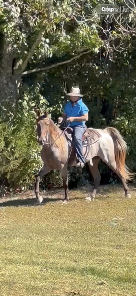 "April?s Rusty Red " Red Roan Gelding Rocky Mountain Kentucky