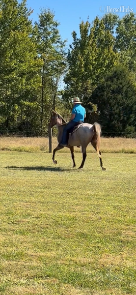 Rocky Mountain - "April?s Rusty Red " Red Roan Gelding Rocky Mountain in Kentucky