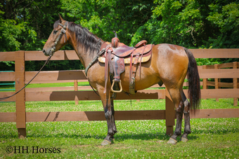 "BJB IRISH CHESSPIECE" Bay Gelding Morgan