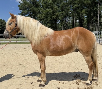 "Haflinger " Sorrel Gelding Haflinger