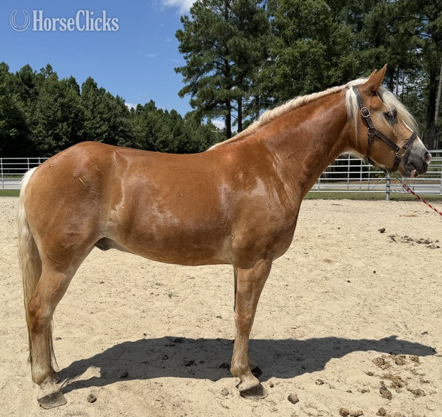"Haflinger " Sorrel Gelding Haflinger
