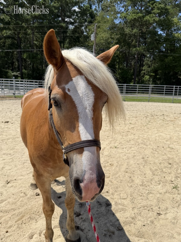 North Carolina "Haflinger " Sorrel Gelding Haflinger