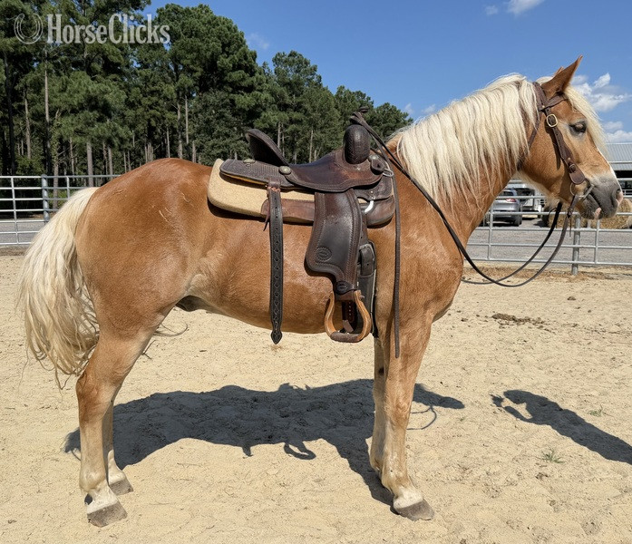 "Haflinger " Sorrel Gelding Haflinger - Haflinger in North Carolina