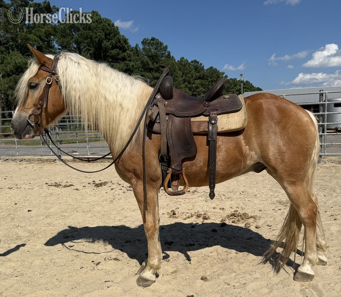 "Haflinger " Sorrel Gelding Haflinger - Haflinger