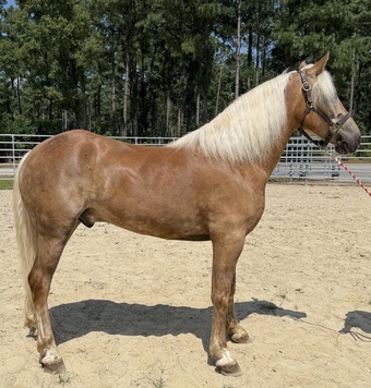 "Haflinger " Sorrel Gelding Haflinger
