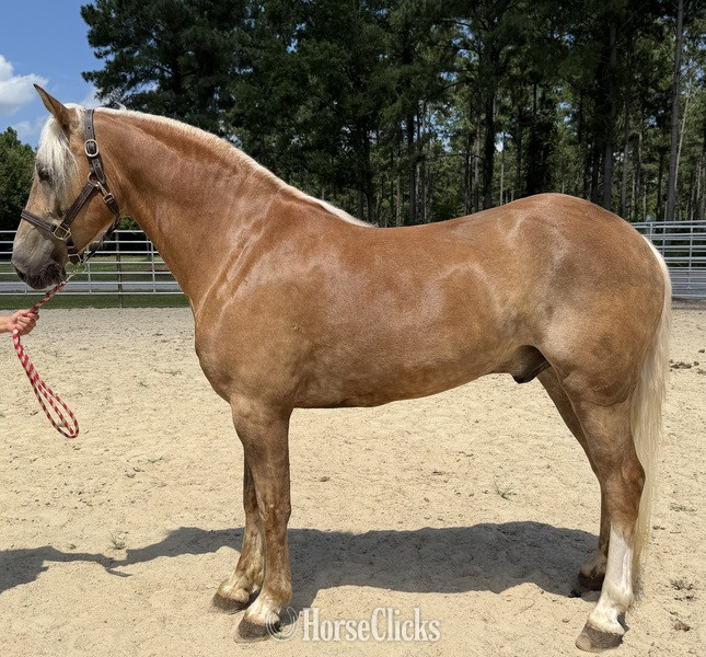 "Haflinger " Sorrel Gelding Haflinger