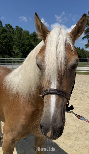 North Carolina "Haflinger " Sorrel Gelding Haflinger